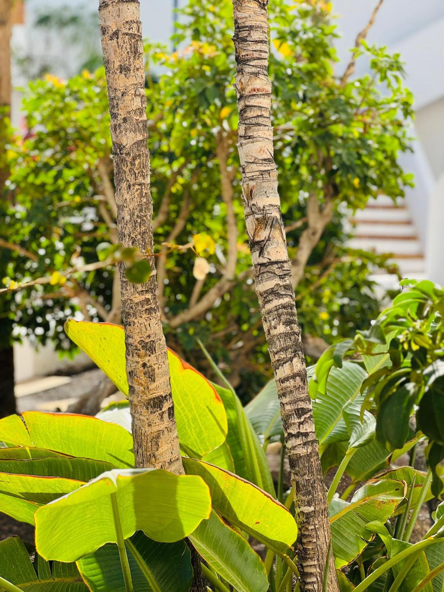 Garden City Private Apartment Costa Adeje Playa Feñabe Dış mekan fotoğraf
